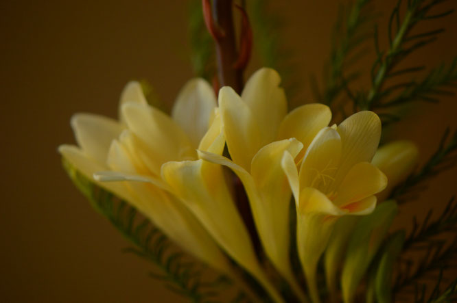small sunny garden, in a vase on monday, monday vase, iavom, desert garden, amy myers
