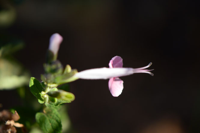 small sunny garden, desert garden, amy myers, tuesday view, autumn bloom, salvia