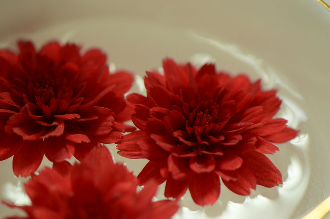Chrysanthemum, in a vase on Monday, monday vase, small sunny garden, desert garden, amy myers, photography