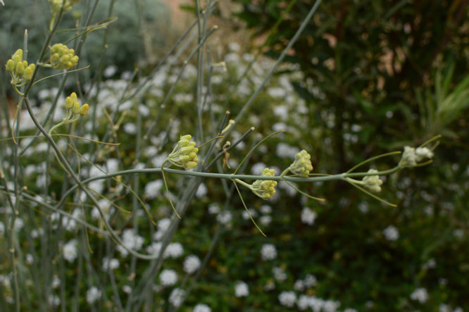 asclepias subulata, lantana