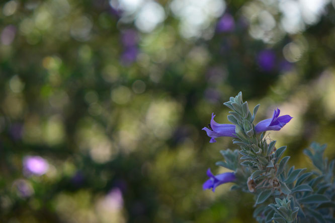 Tuesday view, eremophila hygrophana, small sunny garden, desert garden, amy myers, photography