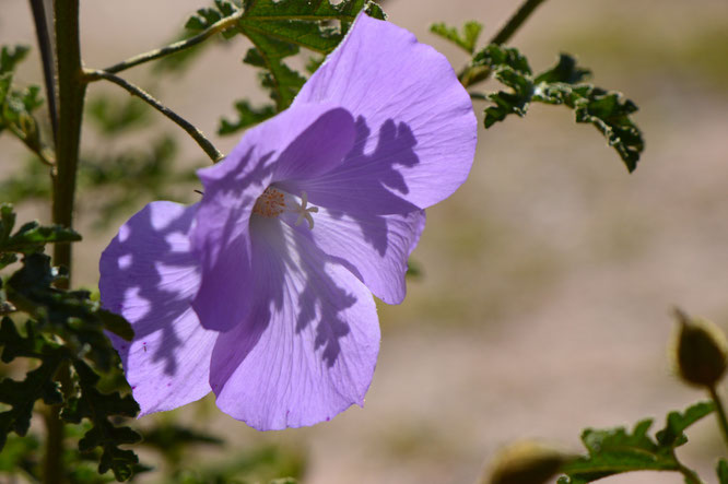 alyogyne huegelii, blue hibiscus, small sunny garden, desert garden, amy myers, photography