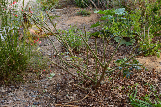 small sunny garden, desert garden, photography, amy myers, garden bloggers foliage day, monthly favorites