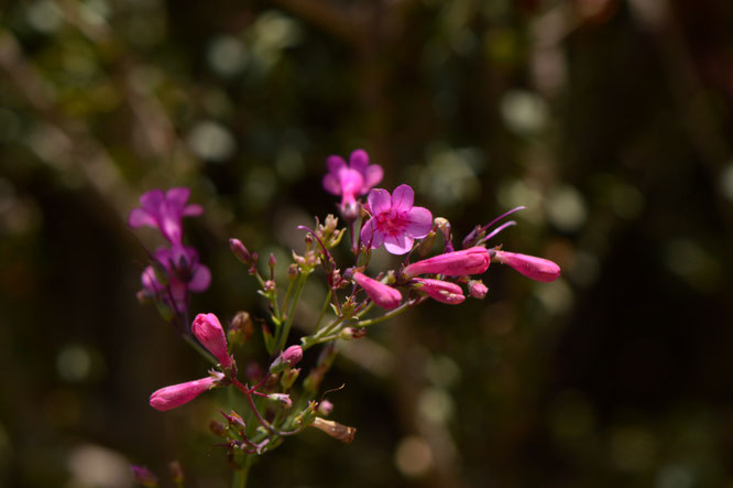 small sunny garden, desert garden, amy myers, photography, south border, tuesday view, words and herbs, penstemon, parryi