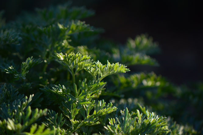 artemisia, powis castle, garden bloggers foliage day, small sunny garden, desert garden, amy myers. photography