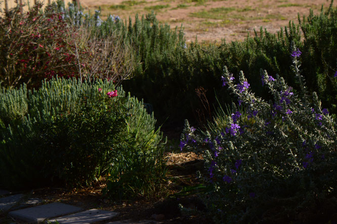 desert garden, small sunny garden, tuesday view, amy myers, photography