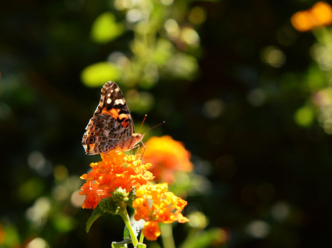butterfly, photography, amy myers, small sunny garden, desert garden, lantana, wordless wednesday