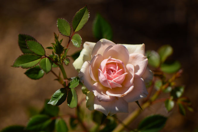 tuesday view, small sunny garden, desert garden, amy myers, photography, miniature rose