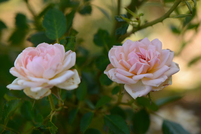 small sunny garden, desert garden, amy myers, photography, tuesday view, miniature rose