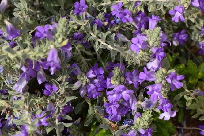 small sunny garden, desert garden, amy myers, photography, gbbd, garden bloggers bloom day, spring, flowers, eremophila, hygrophana,
