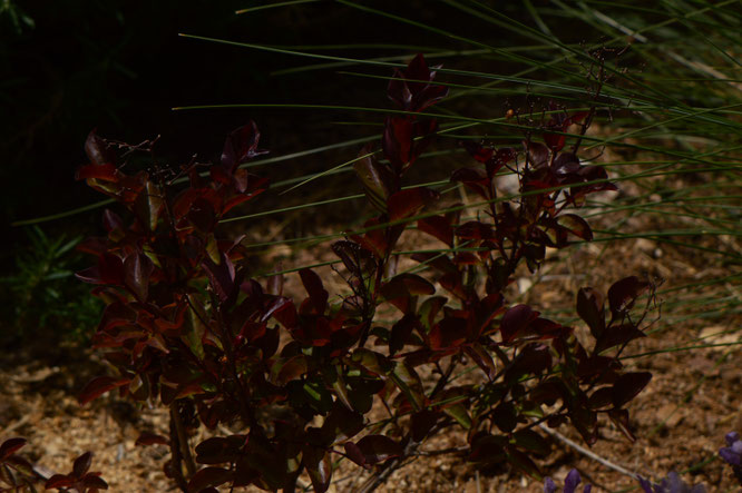 small sunny garden, desert garden, amy myers, photography, south border, tuesday view, words and herbs, lagerstoemia, rhapsody in pink, crape myrtle, crepe myrtle