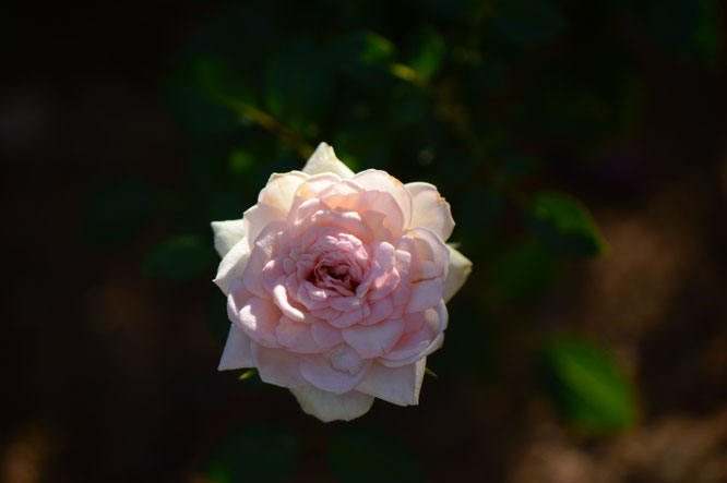 small sunny garden, desert garden, amy myers, tuesday view, autumn bloom, miniature rose
