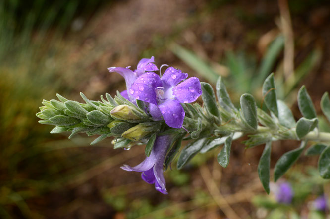 Eremophila hygrophana
