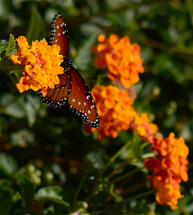butterfly, queen, amy myers, photography, small sunny garden, desert garden, Danaus gilippus