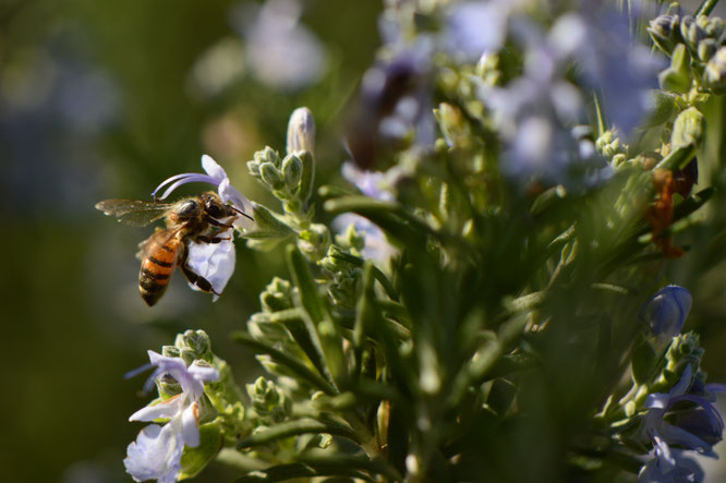 desert garden, small sunny garden, tuesday view, amy myers, photography, rosemary, bee