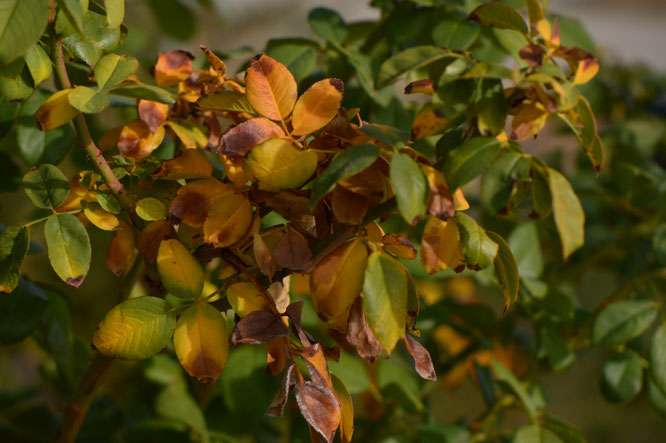 desert garden, small sunny garden, amy myers, photography, autumn, foliage, leaves, rose