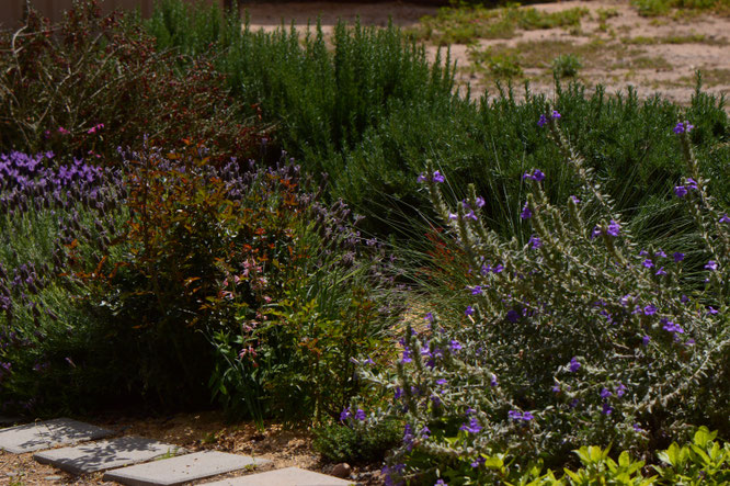 small sunny garden, desert garden, amy myers, photography, south border, tuesday view, words and herbs,