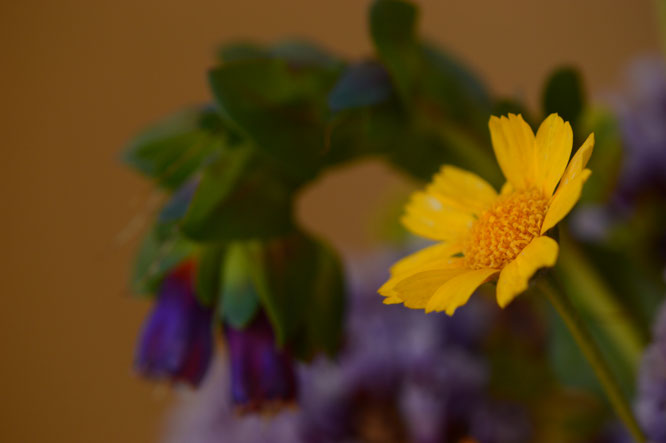 small sunny garden, desert garden, amy myers, photography, garden photography, in a vase on monday, iavom, monday vase, tetraneuris acaulis, angelita daisy