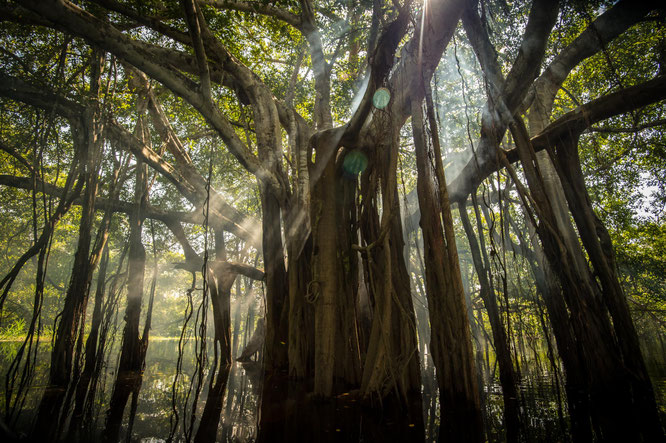 Foto: Gobernación del Amazonas