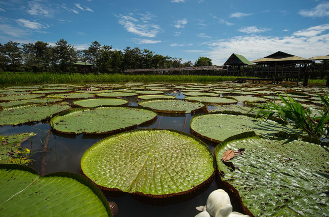 Foto: Gobernación del Amazonas