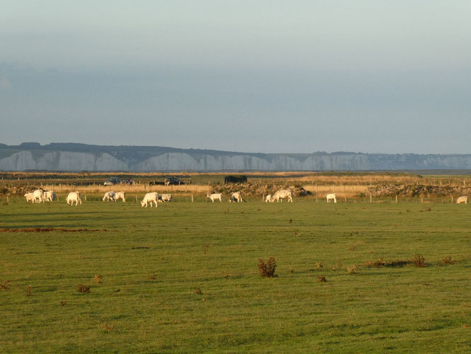 Les Bas-champs à Woignarue