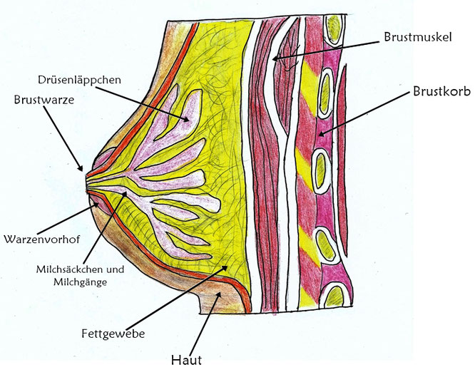 Abbildung der Brust und ihrer Anatomie