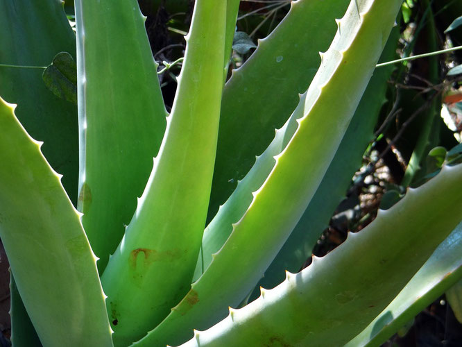 aloe vera, quemaduras solares