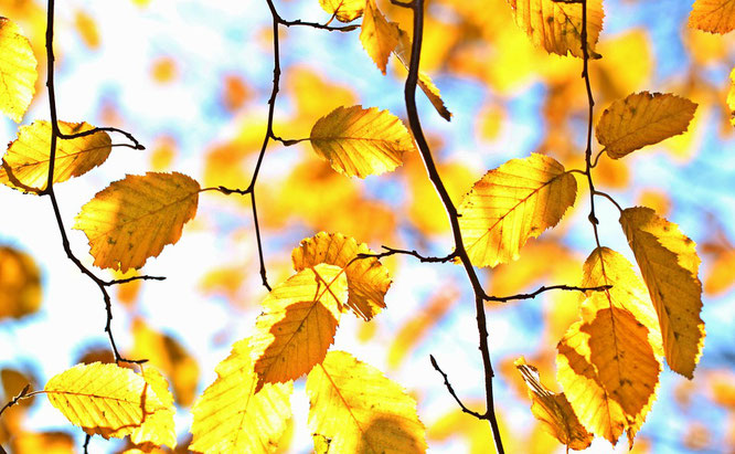 otoño sin resfriados