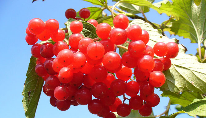 arándano rojo, infecciones vías urinarias