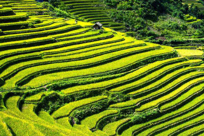 Rice terraces in vietnam mu cang chai and sapa