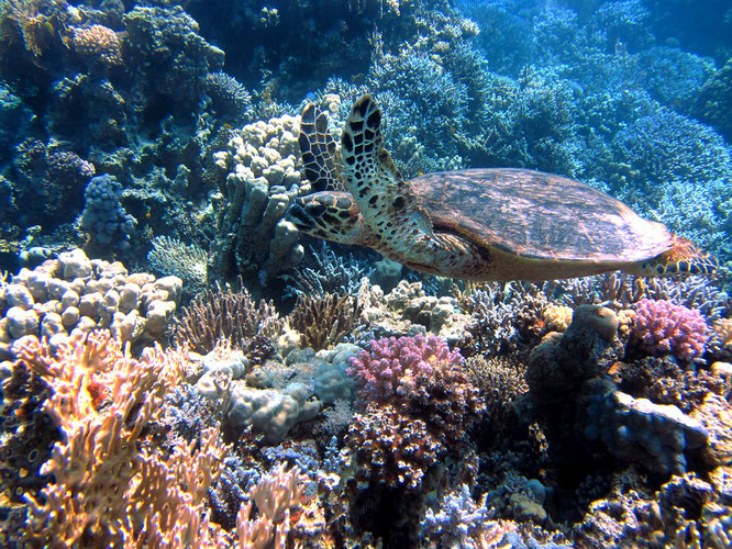 Turtle swimming in Labuan Bajo