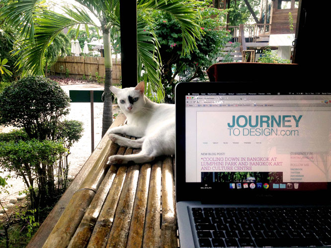 Cat colleague on Koh Tao