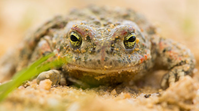 Kreuzkröte,kröte,sebastian vogel,vogel-naturfoto,sandgrube