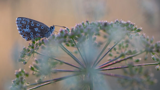 Sebastian Vogel, vogel-naturfoto