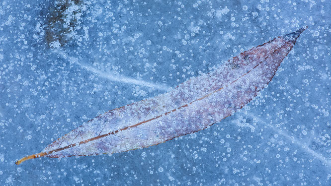 Eisstruktur, eis, frozen,blatt, sebastian vogel, vogel-naturfoto