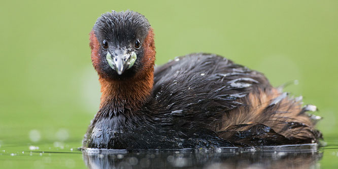 taucher,zwergtaucher,porträt,vogel,sebastian vogel