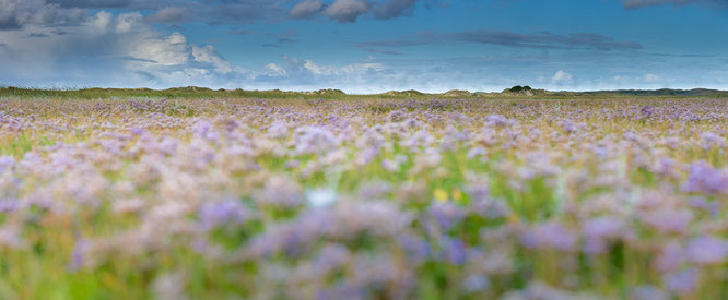 Slufter, texel,strandflieder.sebastian vogel