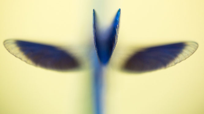 Libelle,Flügel,Prachtlibelle,Sebastian Vogel,vogel-naturfoto