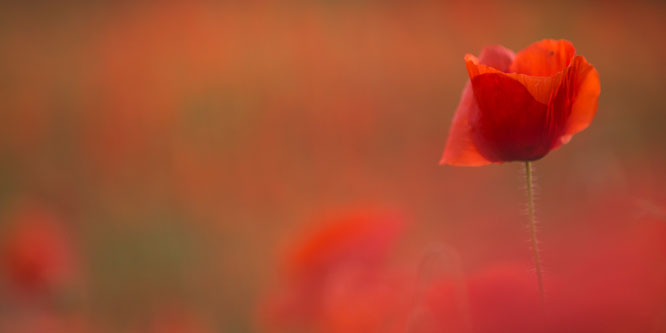 Mohn,rot,klatschmohn