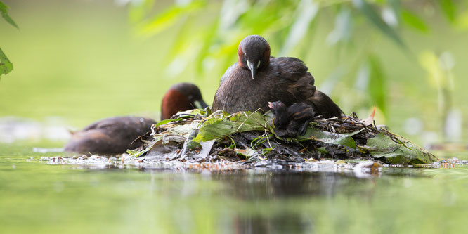 Zwergtaucher,sebastian vogel,naturfoto,vögel