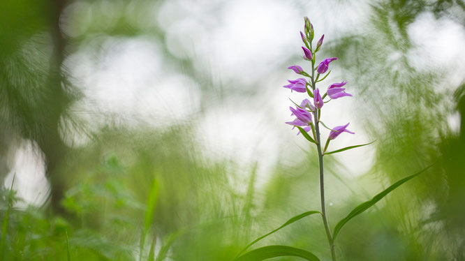 Rotes Waldvögelein, Sebastian Vogel, Orchidee, vogel-naturfoto