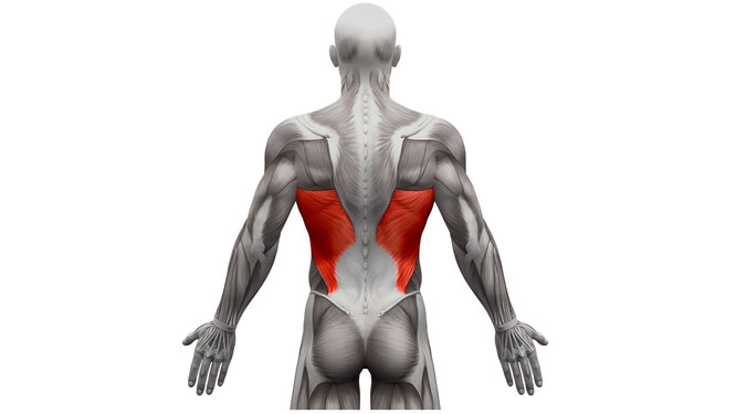 Rudermuskel Latissimus dorsi