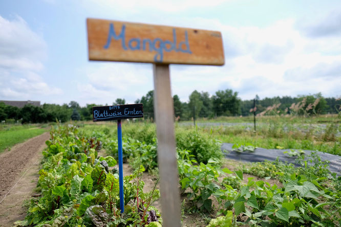 Mangold, Biohof Kepos, Ruppiner Seenland, Brandenburg