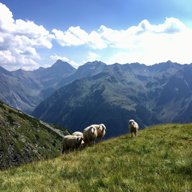 Schafe vor Bergpanorama, Schladminger Höhenweg
