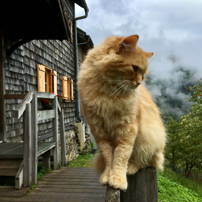 Rote Katze vor der Gollinghütte in den Schladminger Tauern, Steiermark
