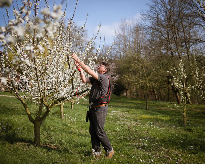 Roland Schmitt Obstblüte im Walberla