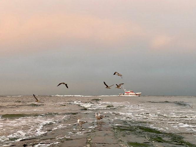 Norderney Nordsee Möwen Boot