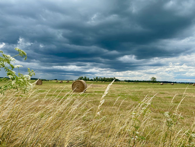 Feld am Elberadweg