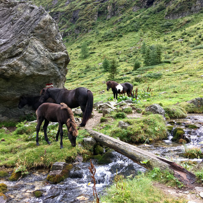 Islandpferde vor der Gollinghütte