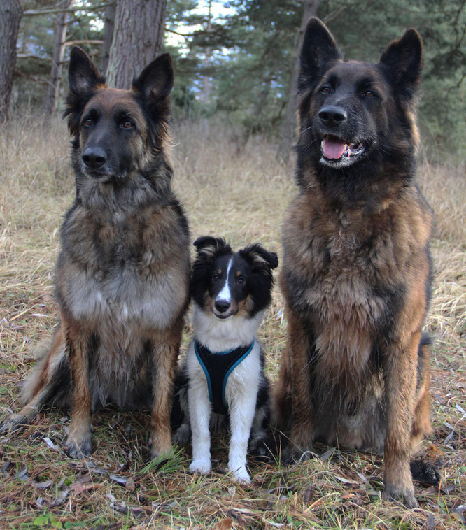 Tux und seine Bodyguards